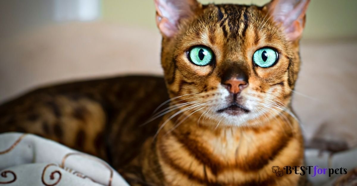 Bengal Cat for sale in india