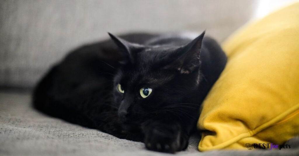 Bombay Cat for sale in india