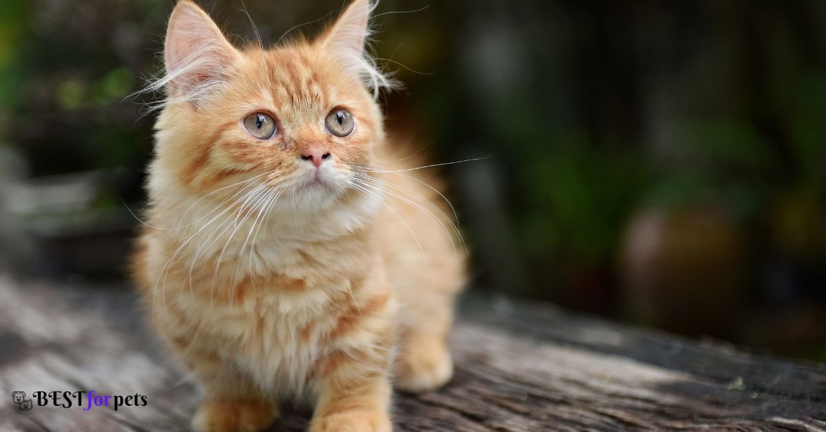 Munchkin Cat for sale in india