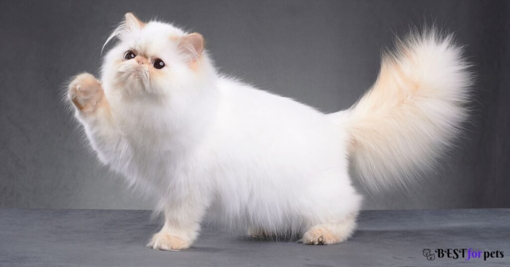 Persian Cat for sale in india