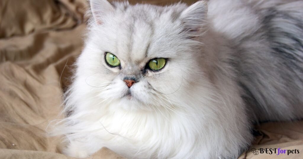 Persian Cats price in india