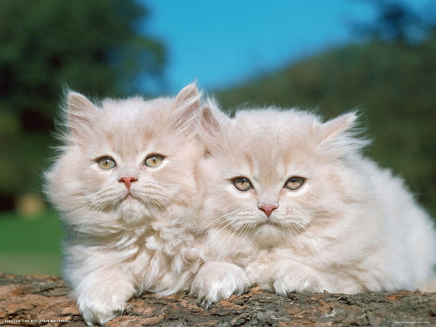 Persian Cat kitten for sale in india