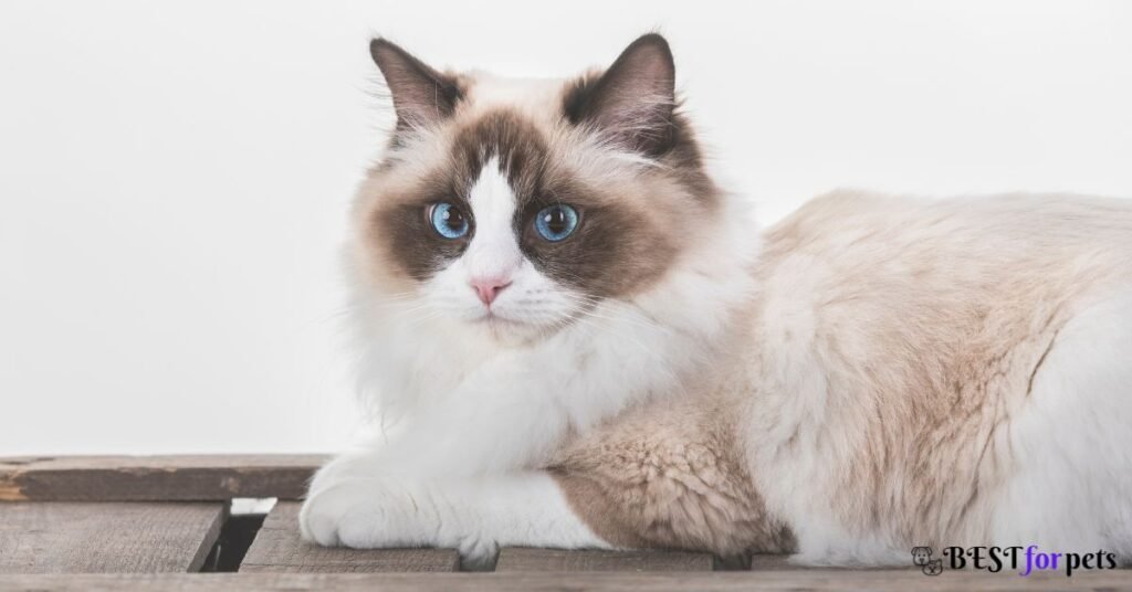 Ragdoll Cat for sale in india