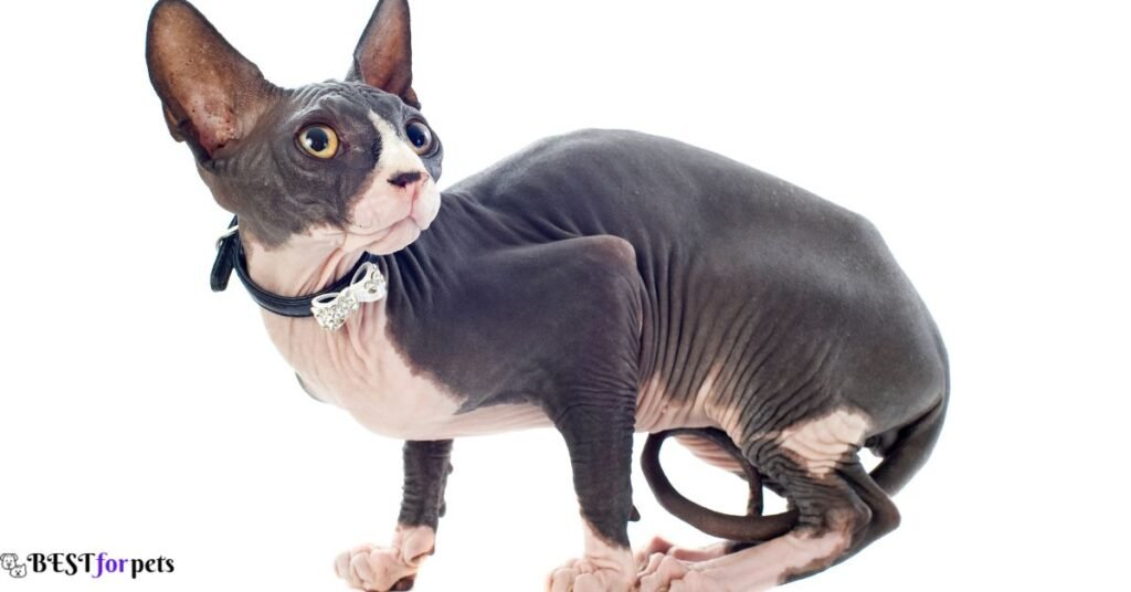 Sphynx Cat for sale in india