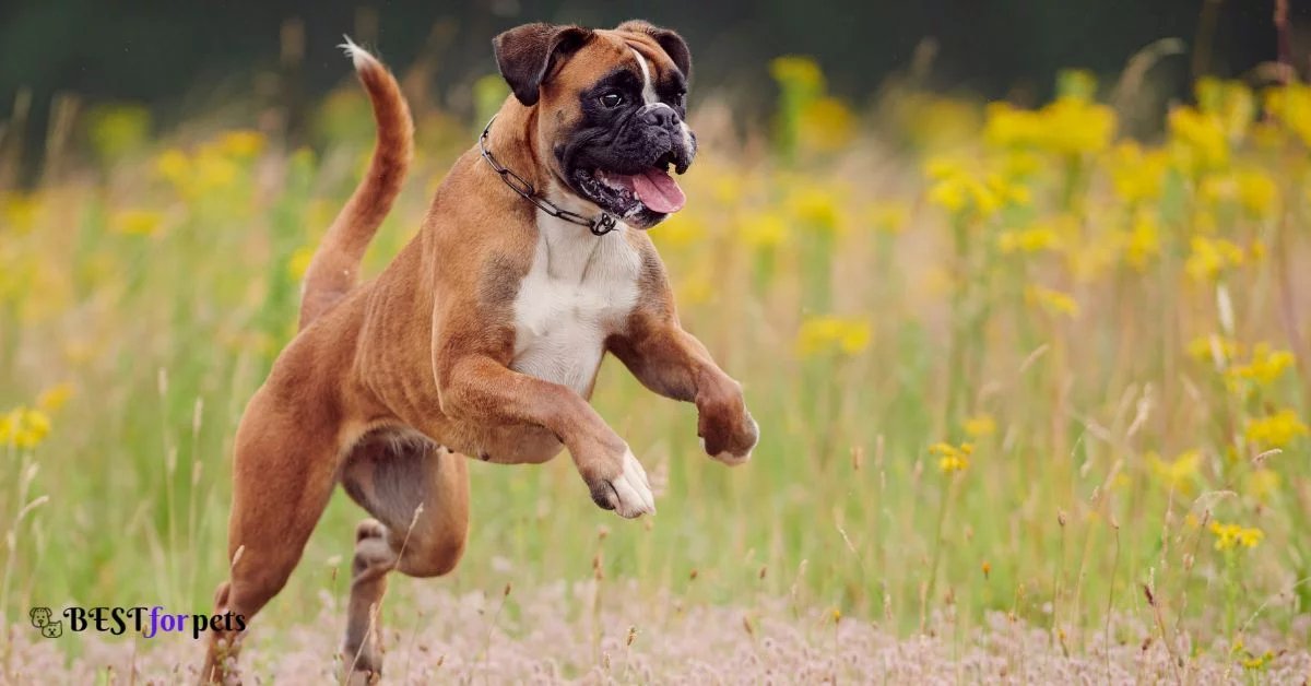boxer dog kennel in india