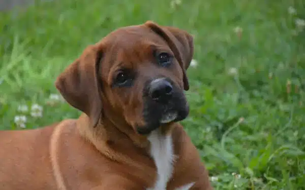 boxer dog petshop in india