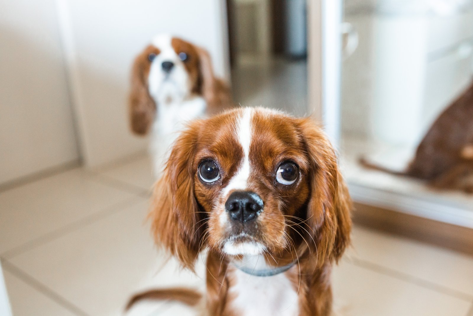 cavalier king charles spaniel kennel in india
