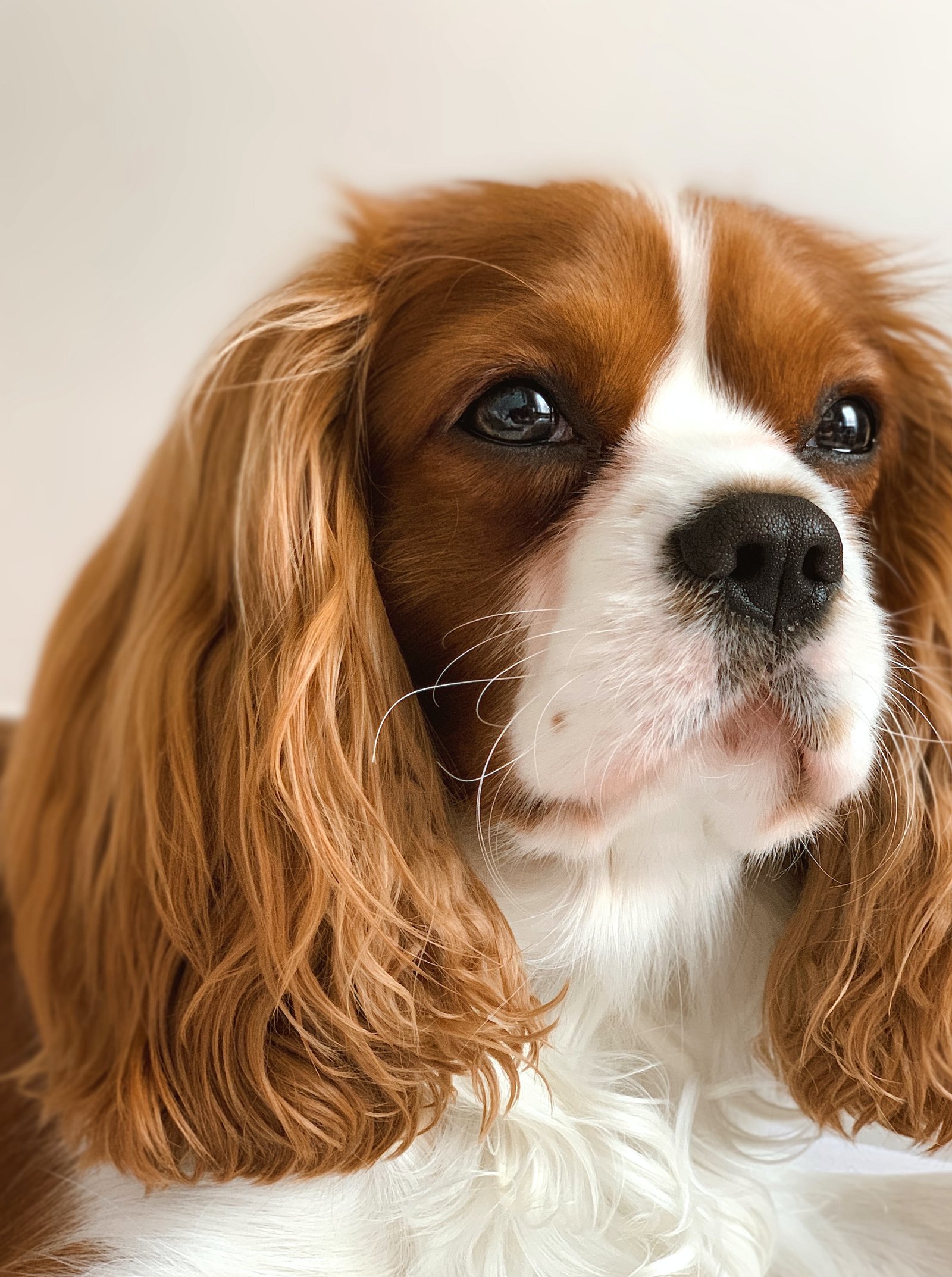 cavalier king charles spaniel puppy for sale in india