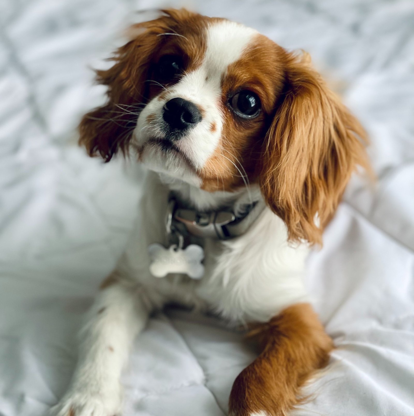 cavalier king charles spaniel available in india