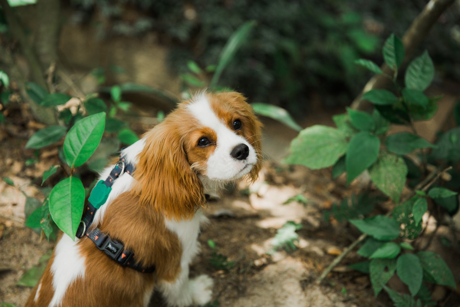 cavalier king charles spaniel puppy price in india
