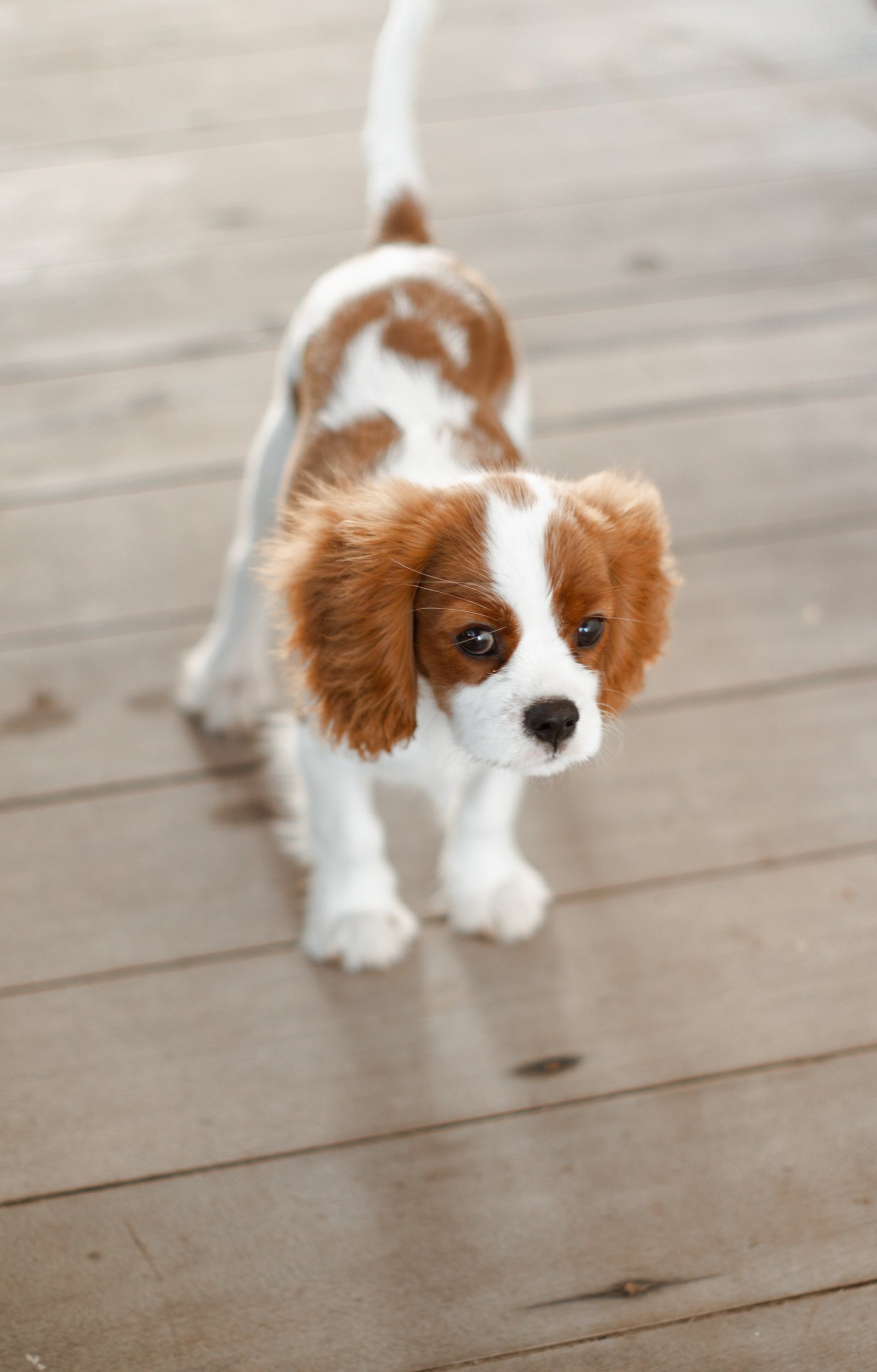 cavalier king charles spaniel dog kennel in india