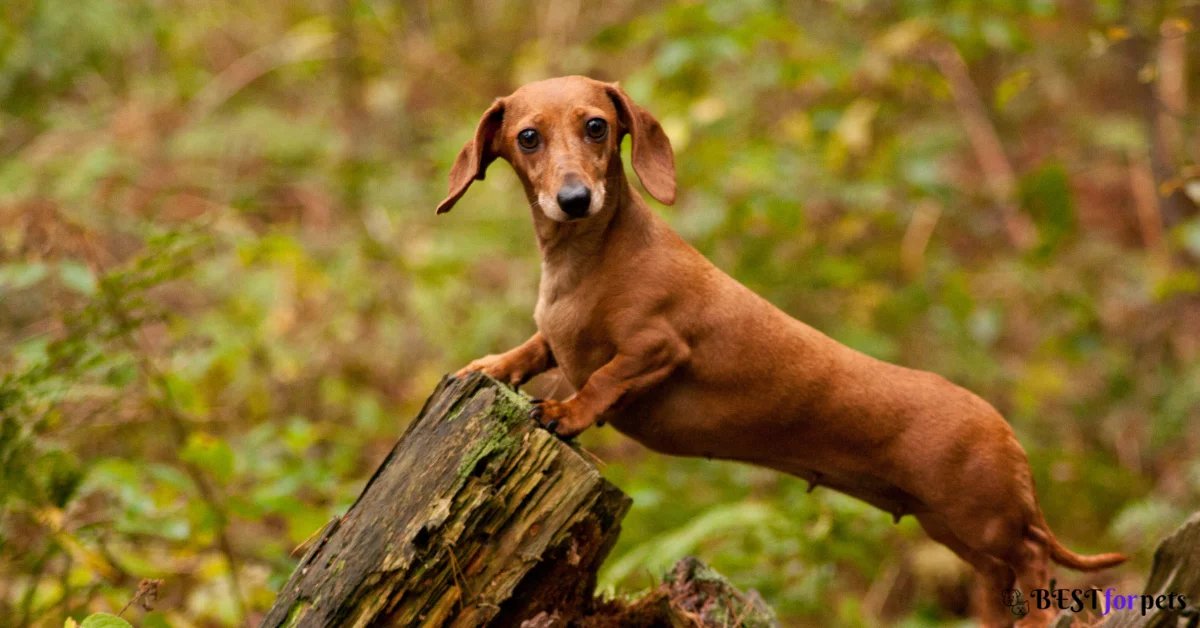 dachshund available in india