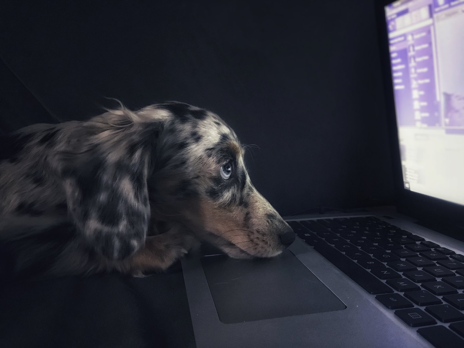 dachshund puppy for sale in india