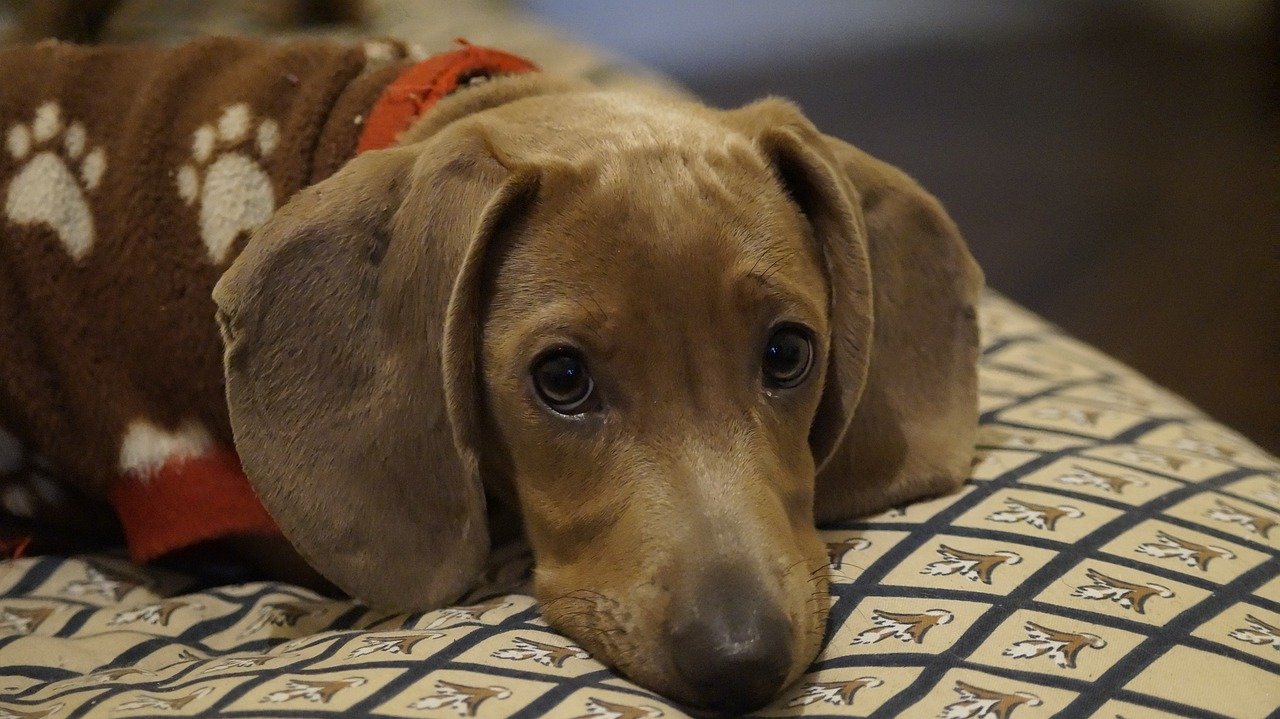 dachshund dog for sale in india