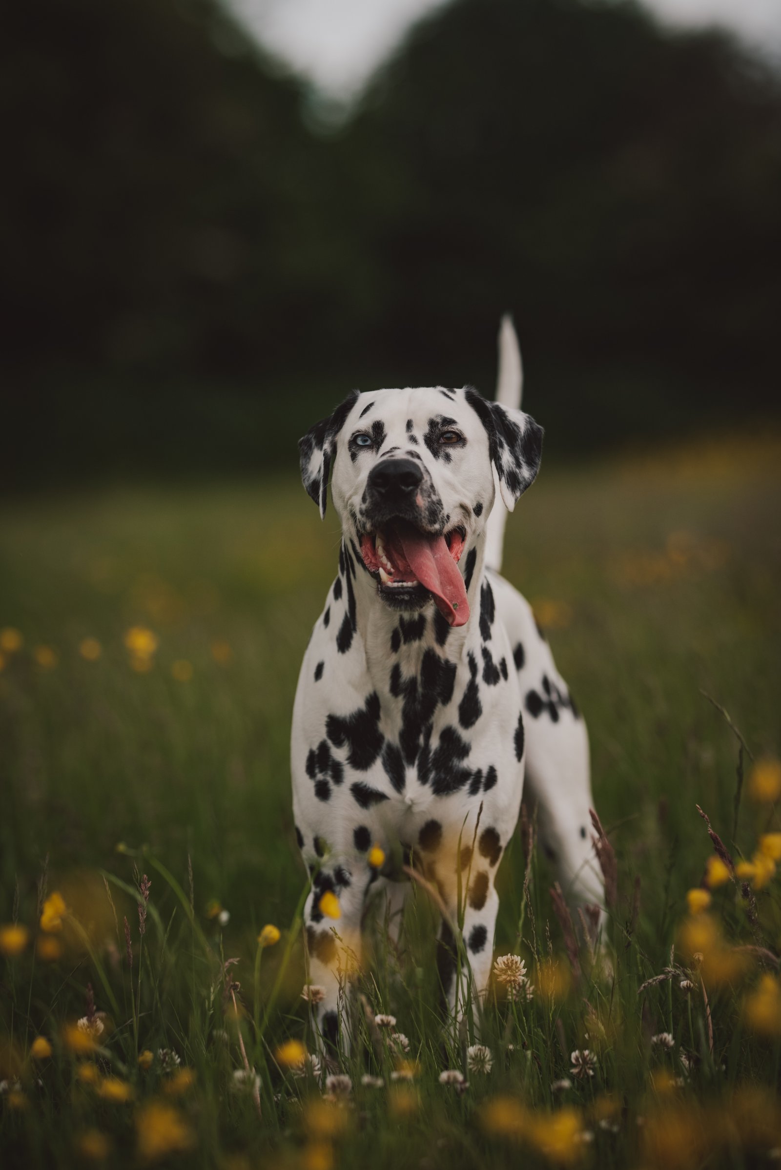 Dalmatian Dog Available In India