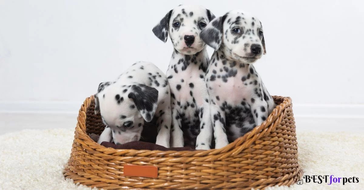 Dalmatian Dog Available In India