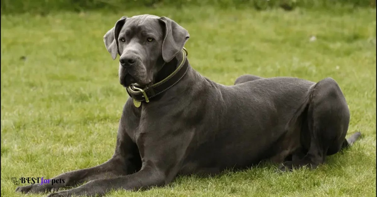 great dane Puppies For Sale in india
