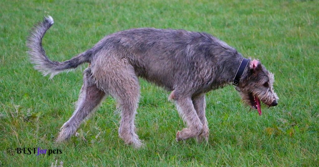 Irish Wolfhound puppy price in india
