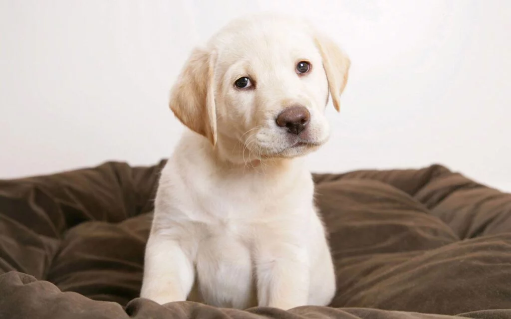 Labrador puppies for sale in india