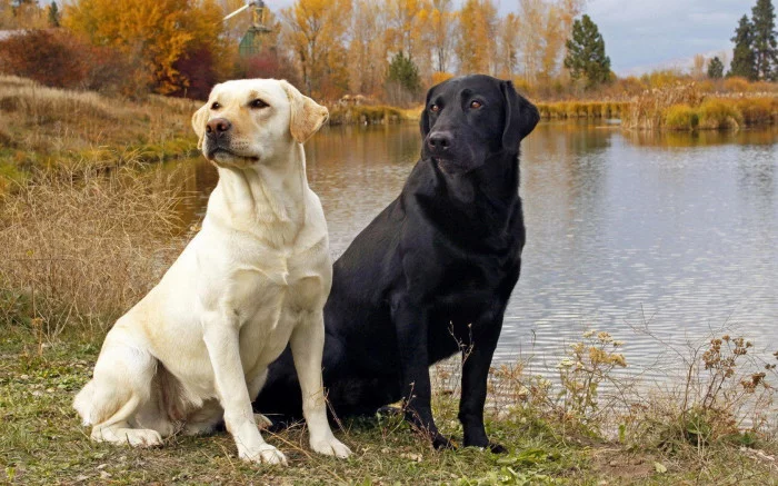 Labrador dog breeder in india