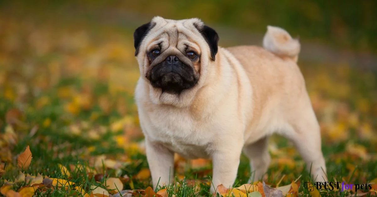 Pug male price in india
