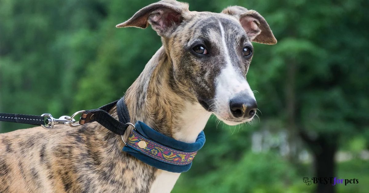 Rampur Greyhound Puppies For Sale In India