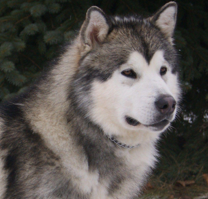 Alaskan Malamute dogs for sale in india