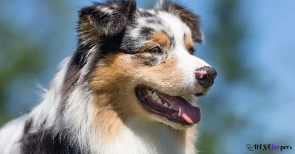 Australian Shepherd Price In India | Australian Shepherd Puppies For ...