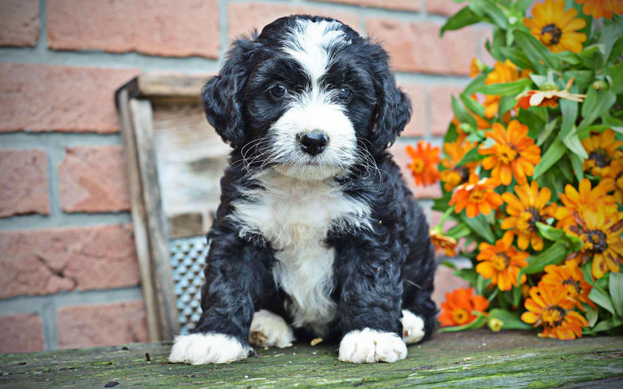 Bernedoodle price in india