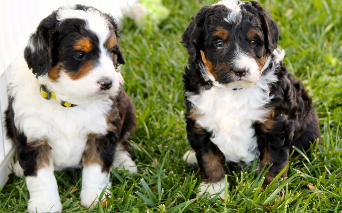 Bernedoodle puppy price in india