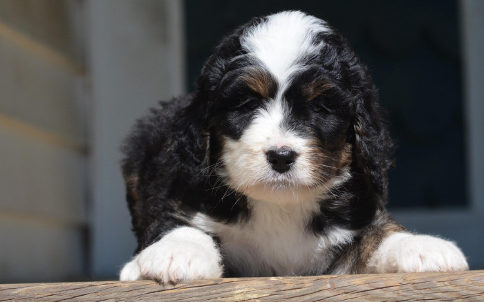 Bernedoodle price in india