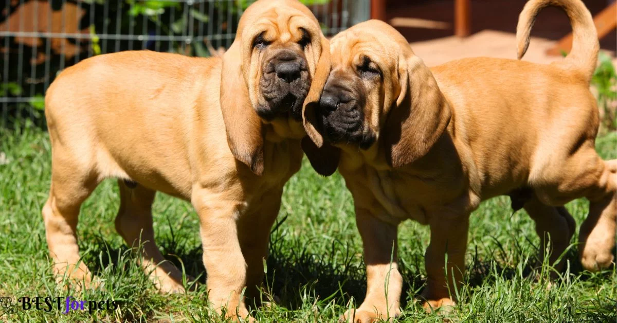 Bloodhound puppies for sale in india