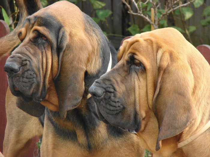 Bloodhound price in india