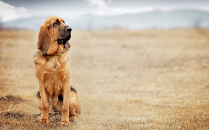 Bloodhound puppy price in india