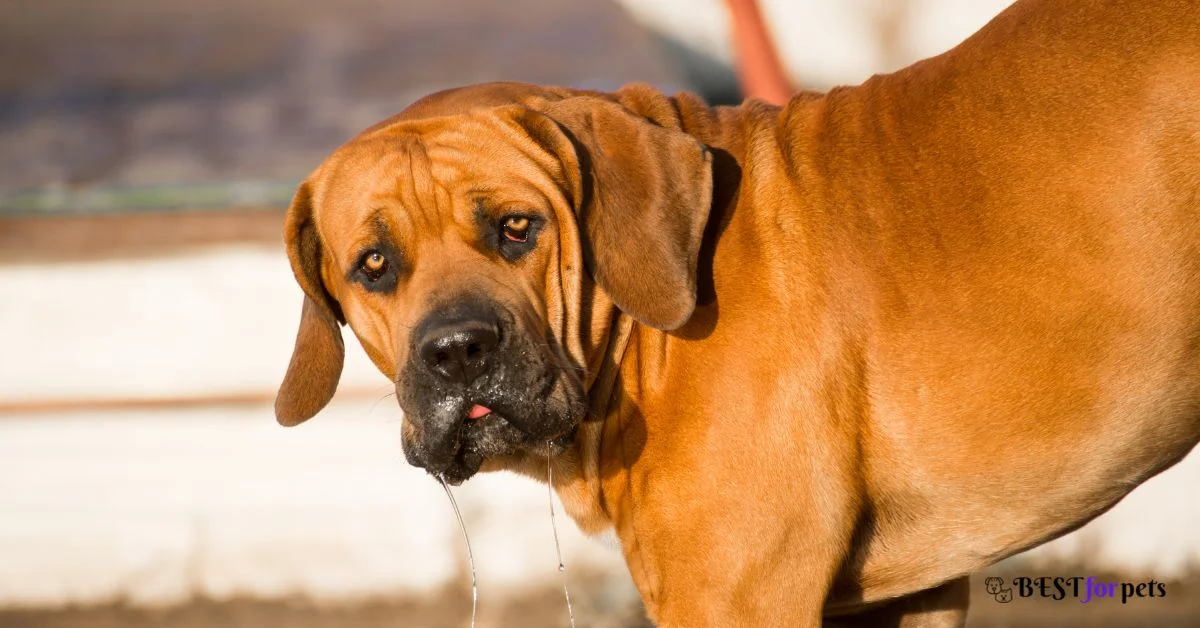 Boerboel puppies for sale in india