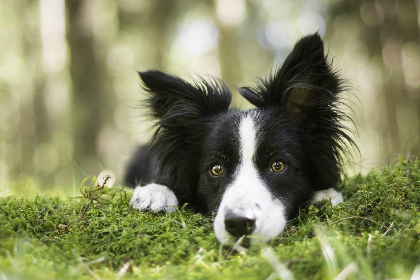 border collie puppies for sale in india