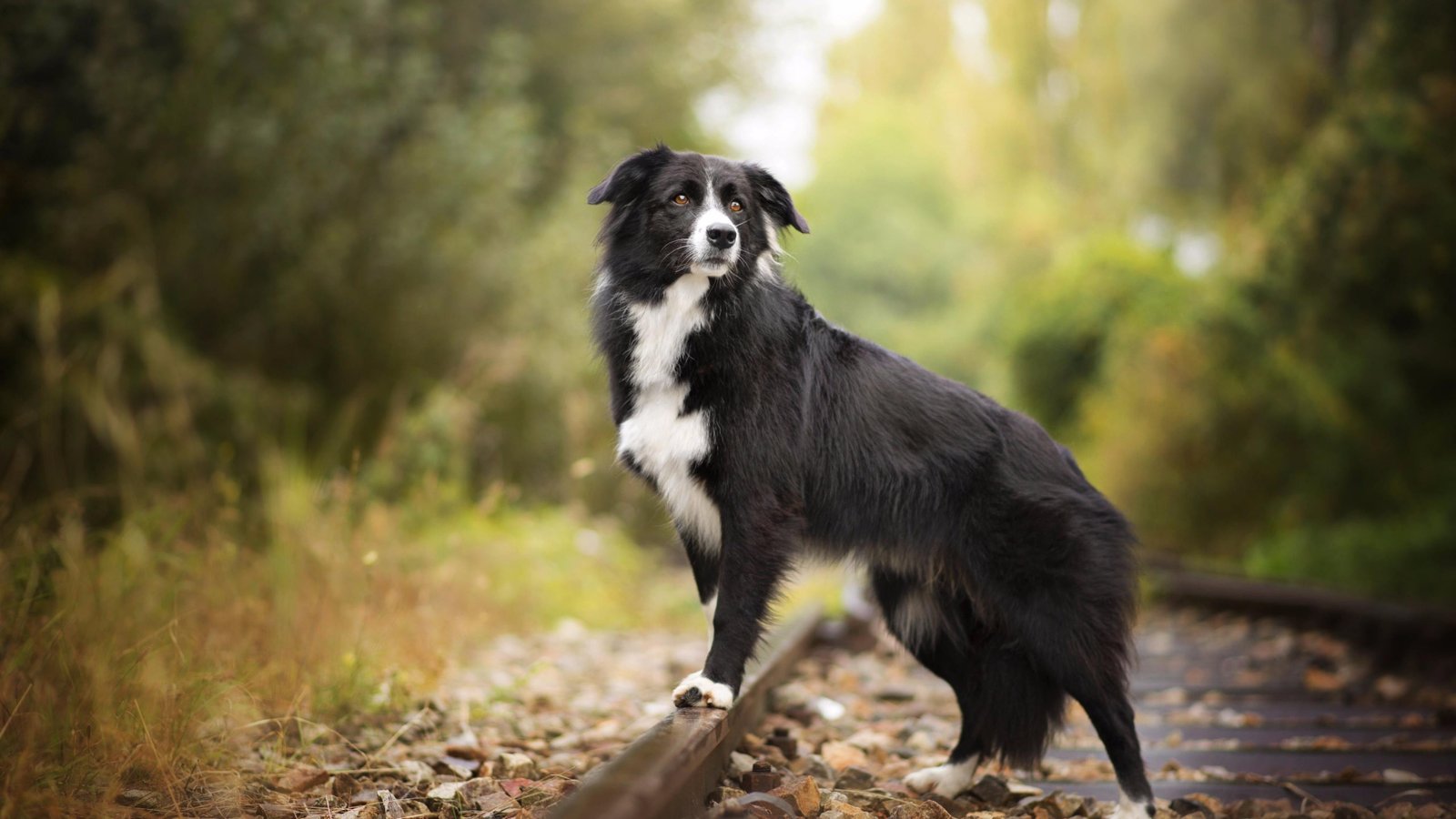 border collie female puppy for sale in india