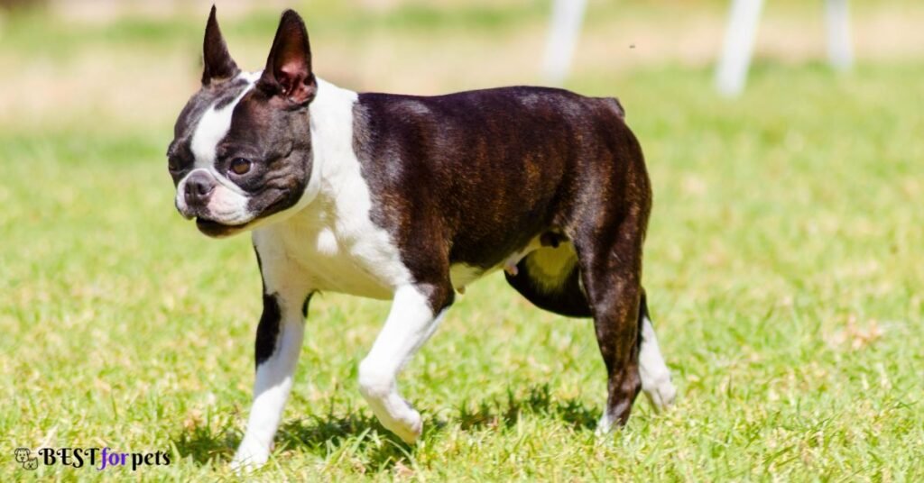 Boston Terrier dog kennel in india