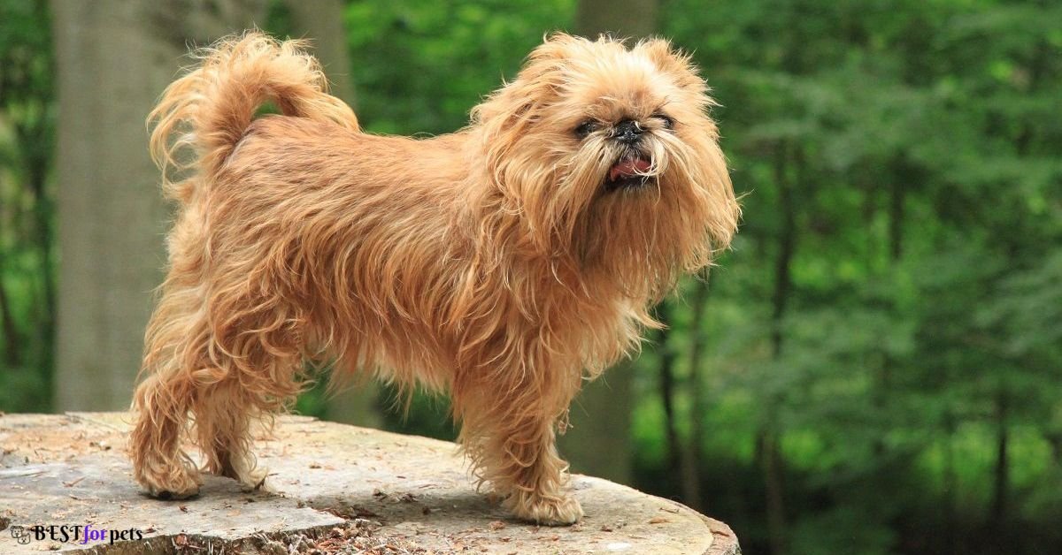 Brussels Griffon price in india