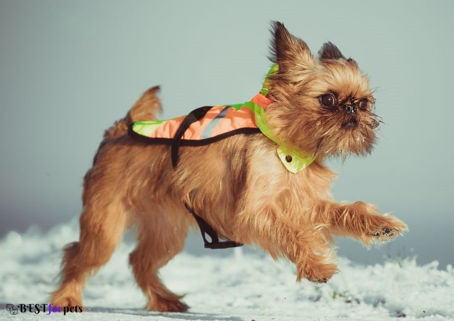 Brussels Griffon dog kennel in india