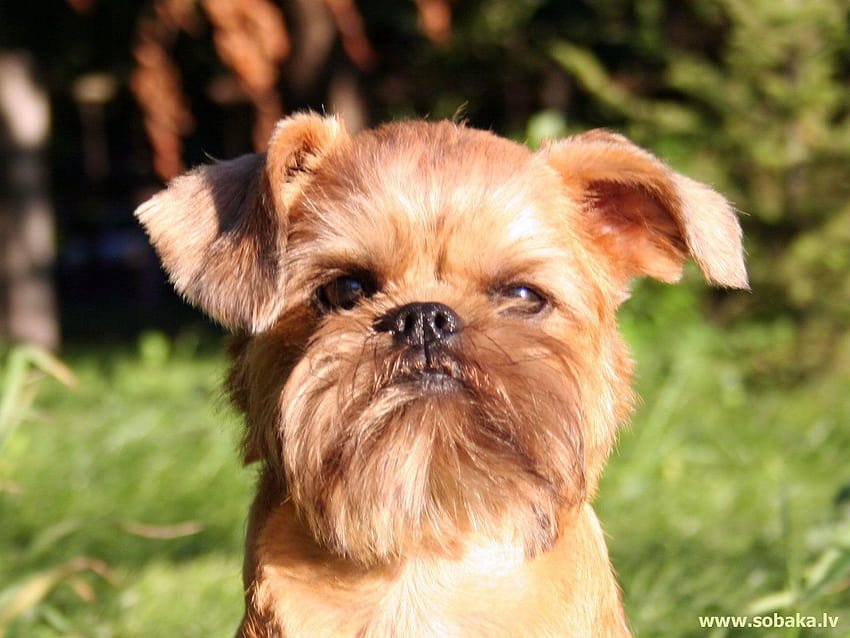 Brussels Griffon puppy price in india