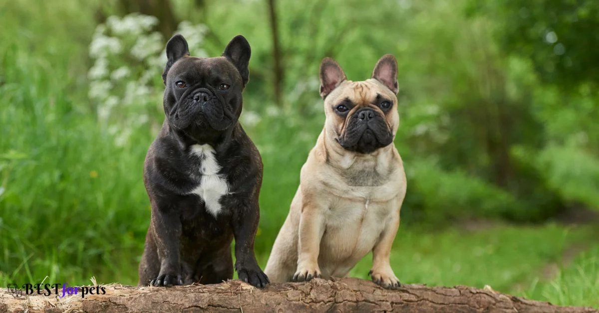 French bulldog puppies kennel in india