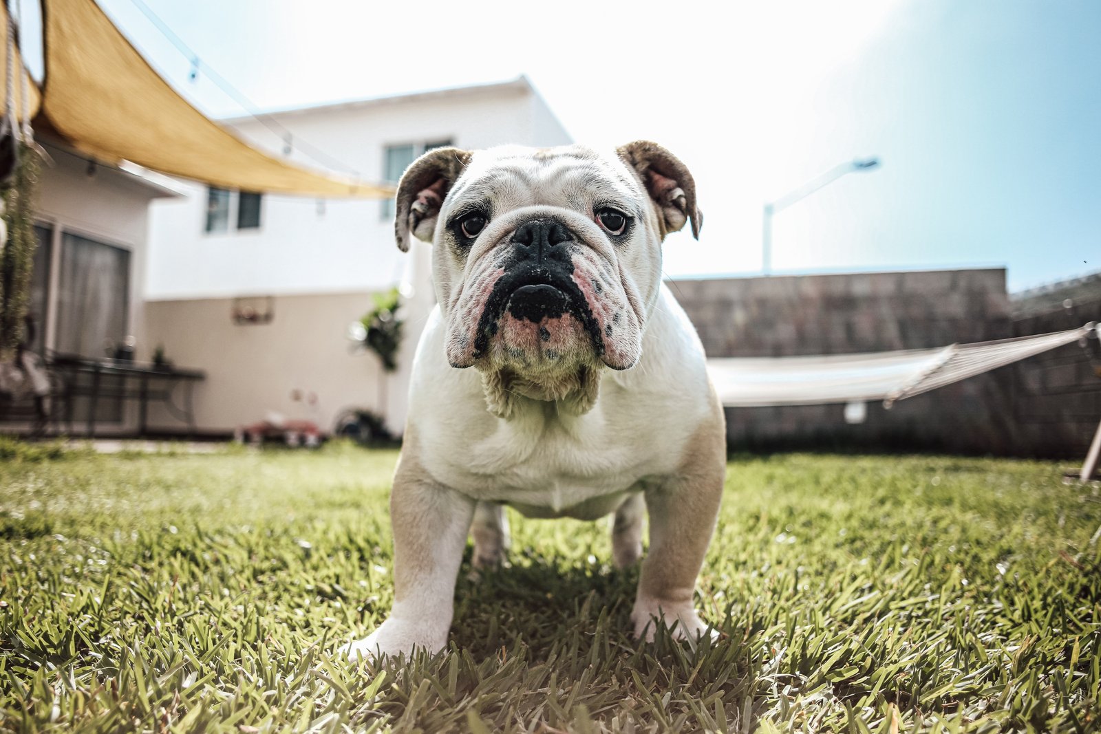 bulldog puppies for sale in india
