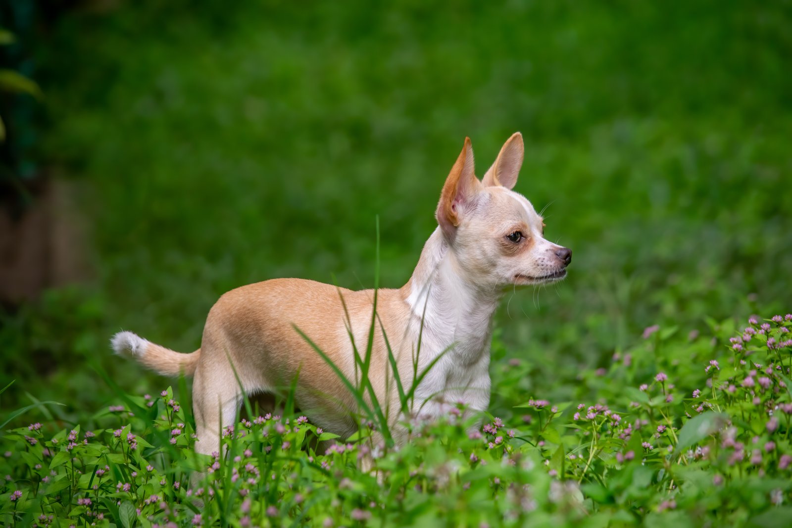 chihuahua puppies price in india