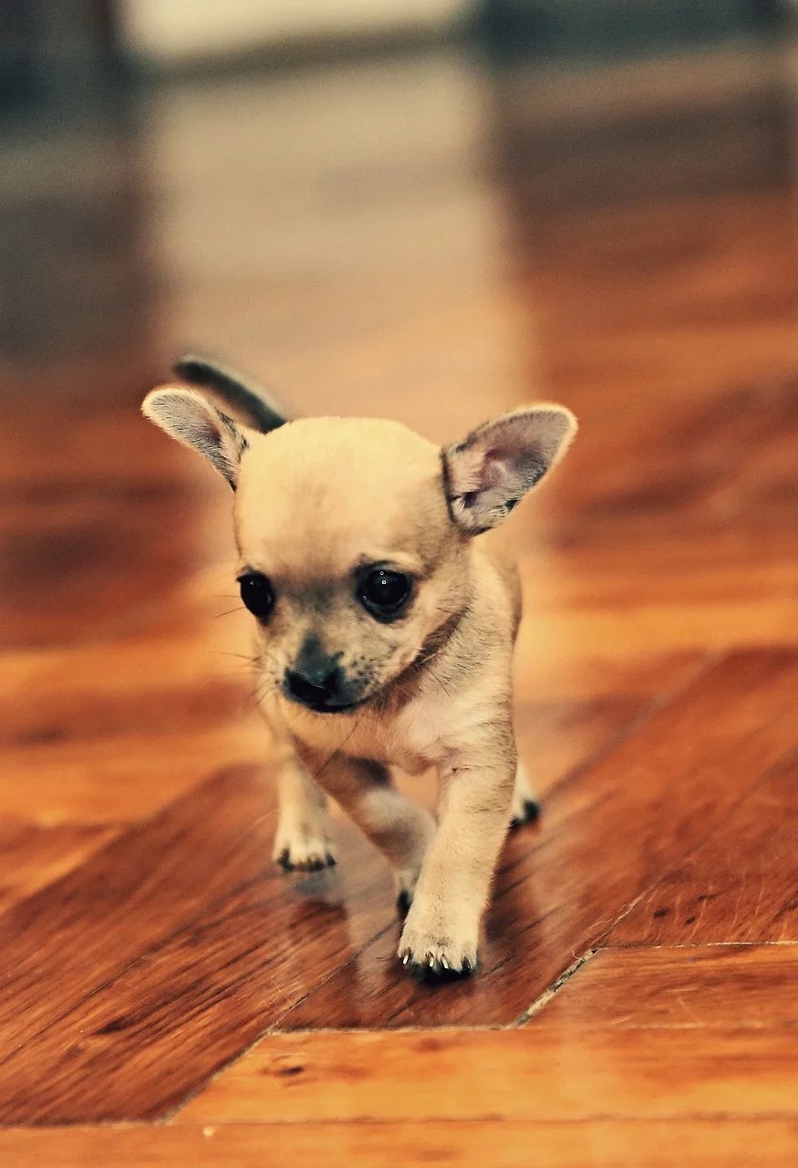 chihuahua puppies online purchase in india