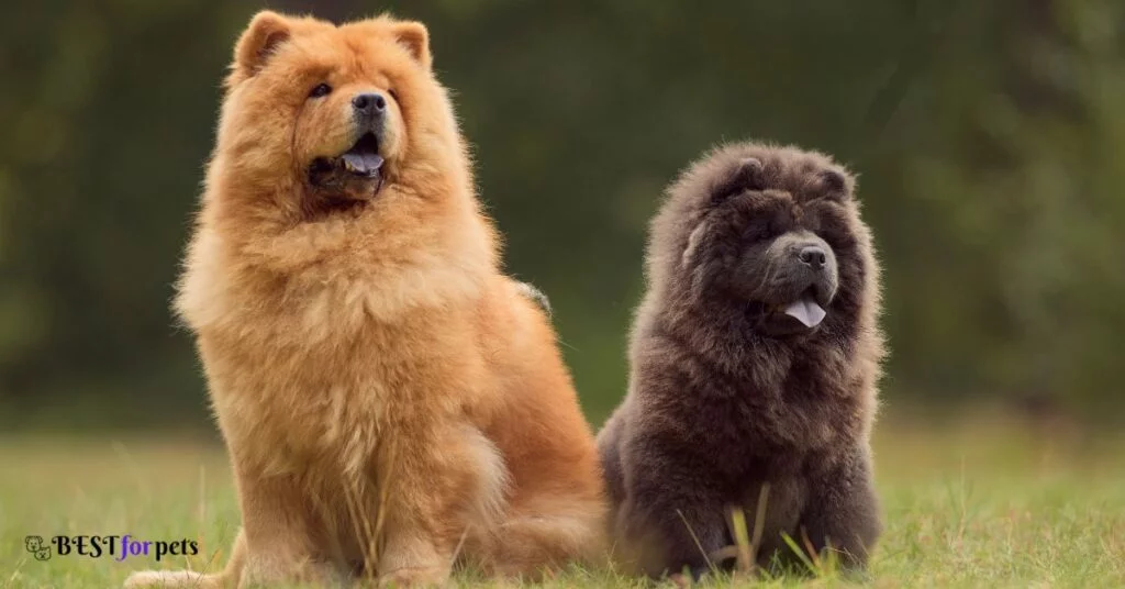 chow chow puppies for sale in india