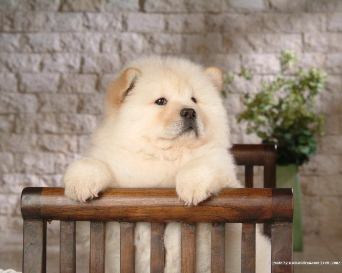chow chow female puppy for sale in india