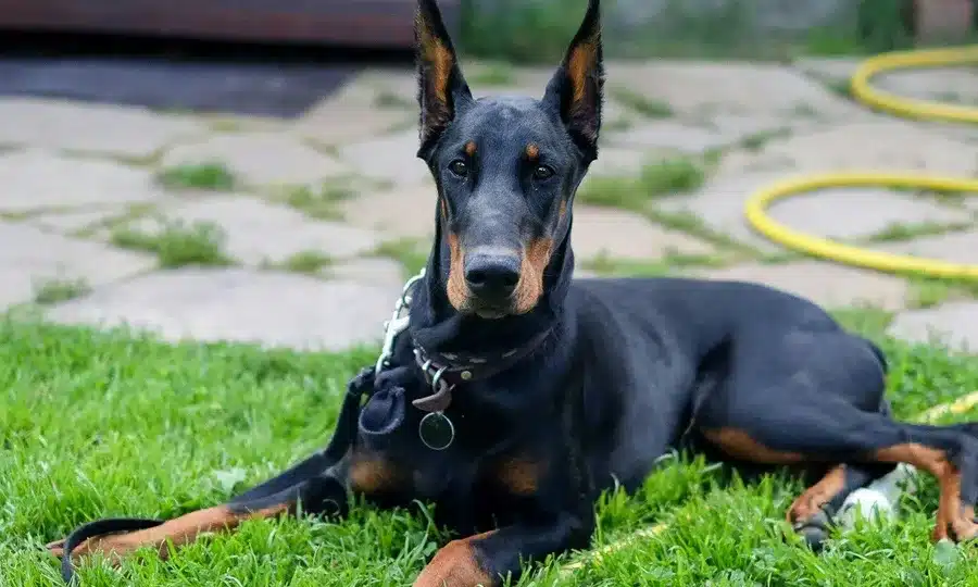 doberman puppies purchase in india