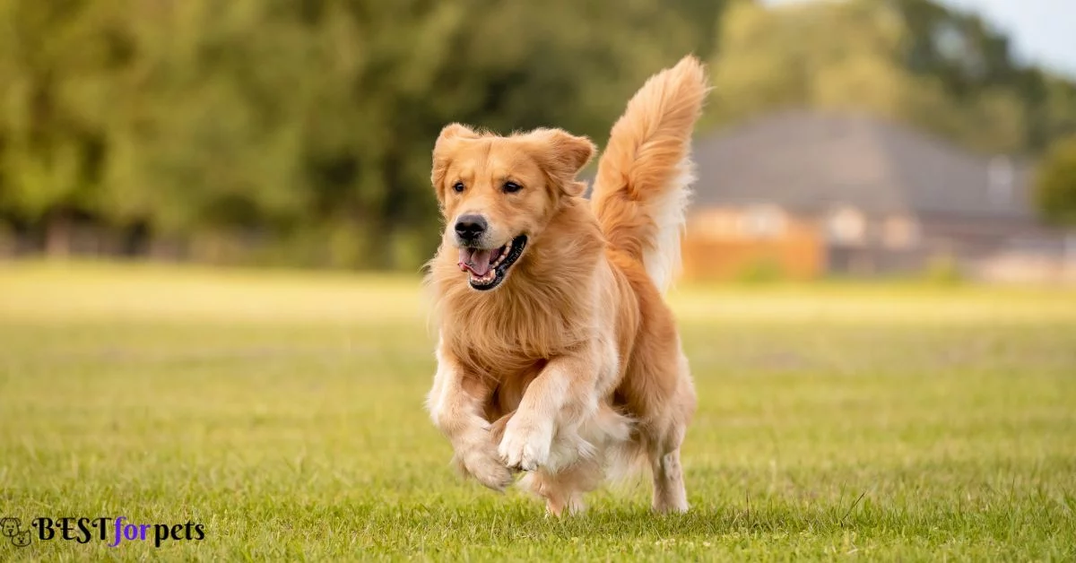 golden retriever available for sale in india