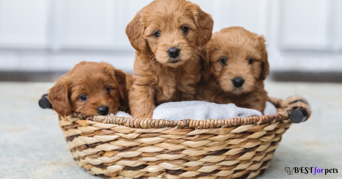 Goldendoodle puppies for sale in india